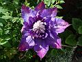 2015-0527-1400_Clematis_19.1C